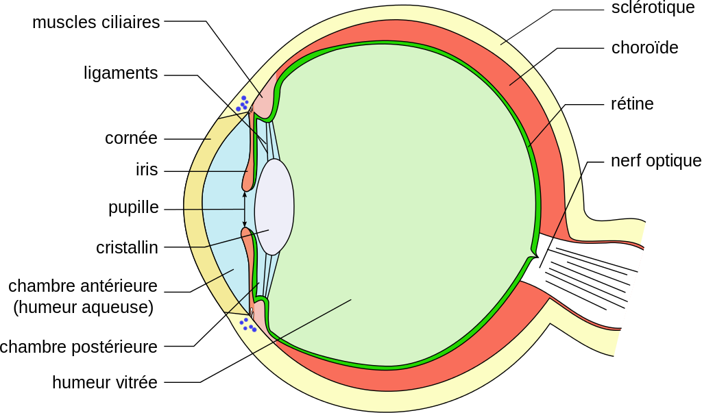 Schema de l'oeil